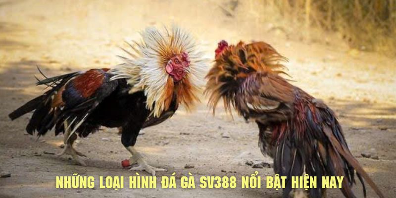 Những loại hình đá gà SV388 siêu nổi bật hiện nay