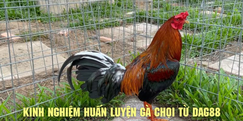 Kinh nghiệm huấn luyện gà chọi từ daga88 cực hữu ích.