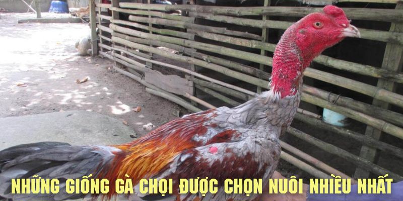 Những giống gà chọi được lựa chọn nuôi dưỡng nhiều nhất.