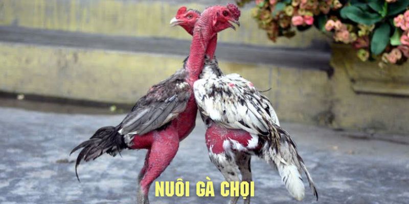 Nuôi gà chọi